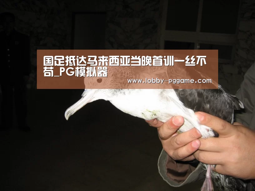 PG电子模拟器